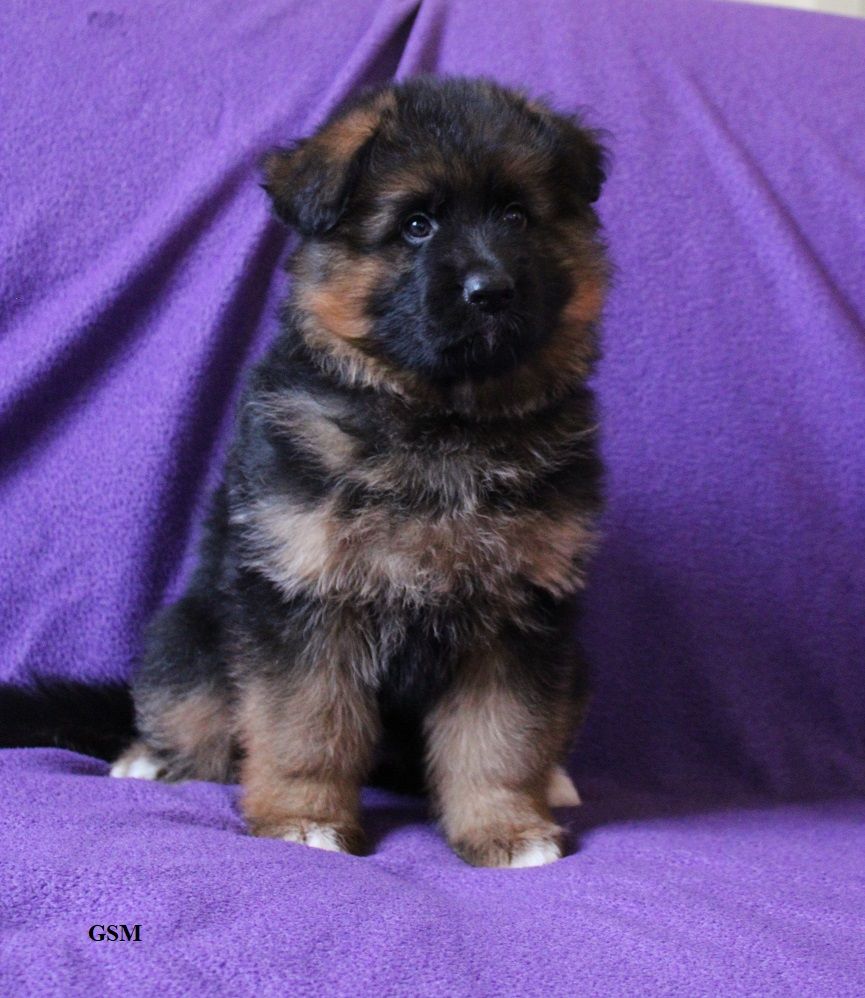 du Verger des louves - Chiot disponible  - Berger Allemand