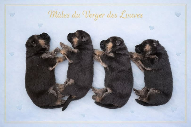 du Verger des louves - Chiots disponibles - Berger Allemand