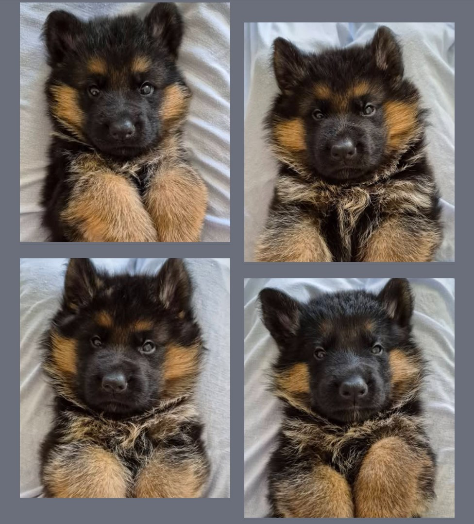 du Verger des louves - Chiots disponibles - Berger Allemand
