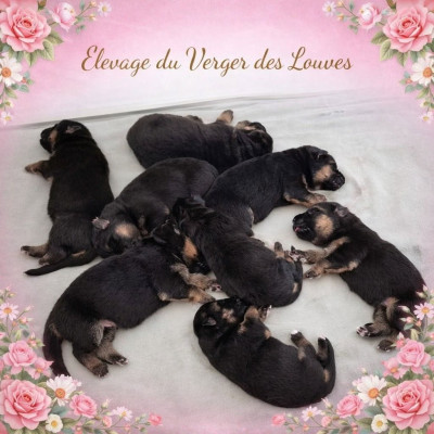 CHIOT 8