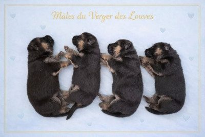 CHIOT 8