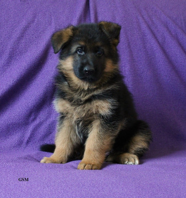 CHIOT