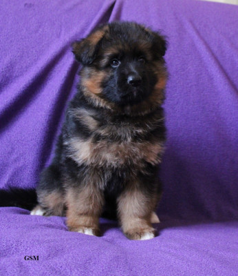 CHIOT